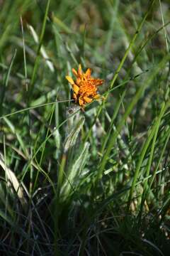 صورة Tephroseris integrifolia subsp. capitata (Wahlenb.) B. Nord.