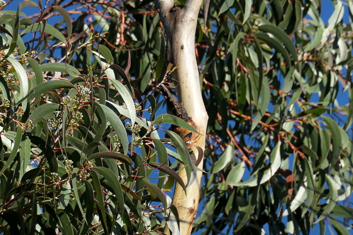 Image of Eucalyptus stenostoma L. A. S. Johnson & Blaxell