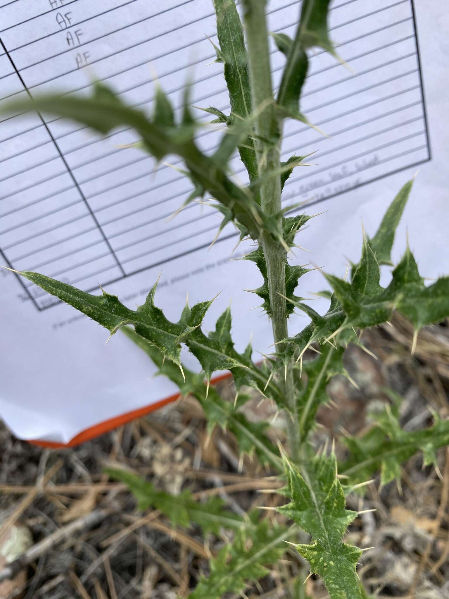 Image of Wheeler's thistle