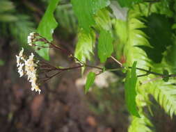 Imagem de Pericallis appendiculata (L. fil.) B. Nord.