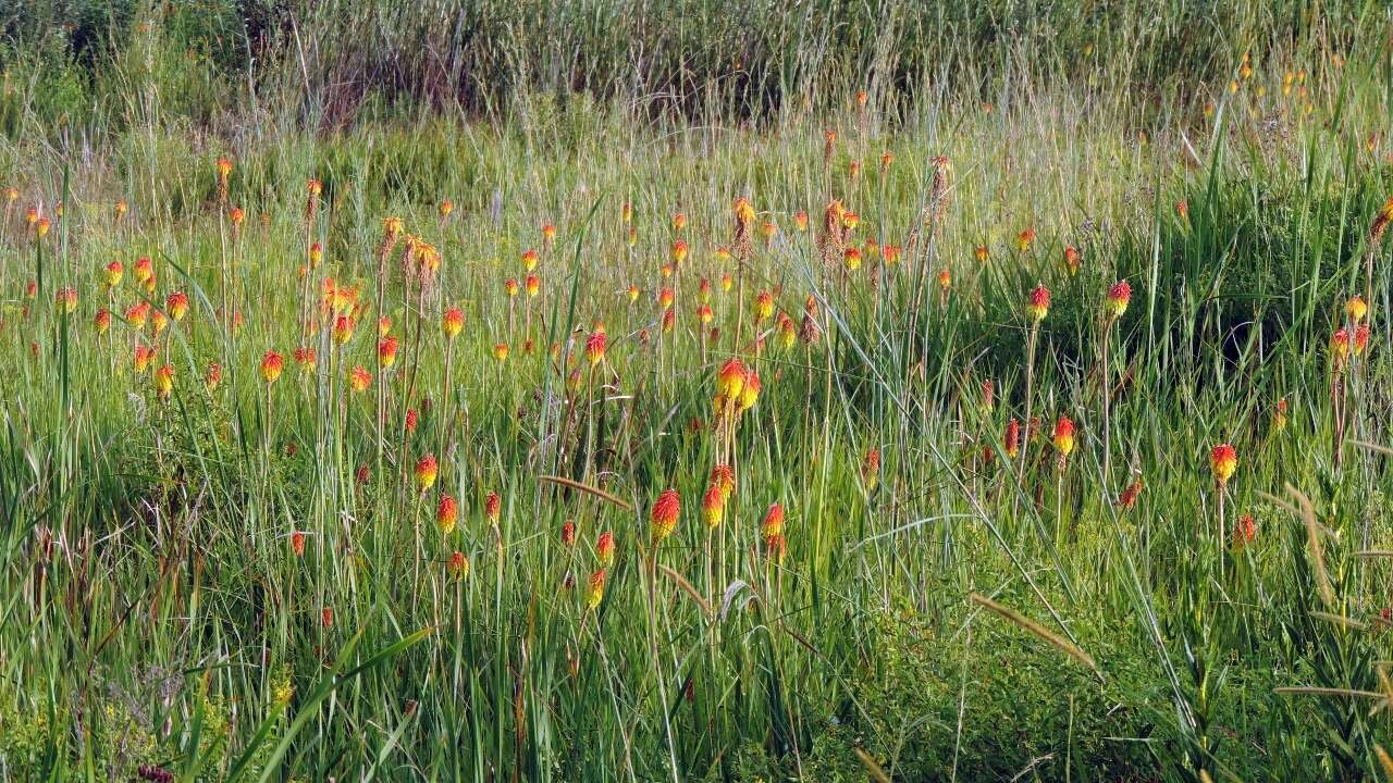 Image of Common red hot poker