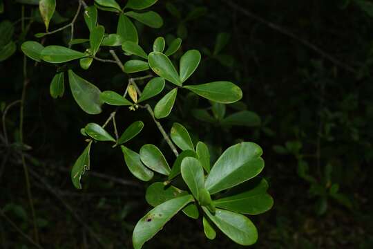 Image of Clusia panapanari (Aubl.) Choisy