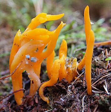 Image of Calocera viscosa (Pers.) Fr. 1821