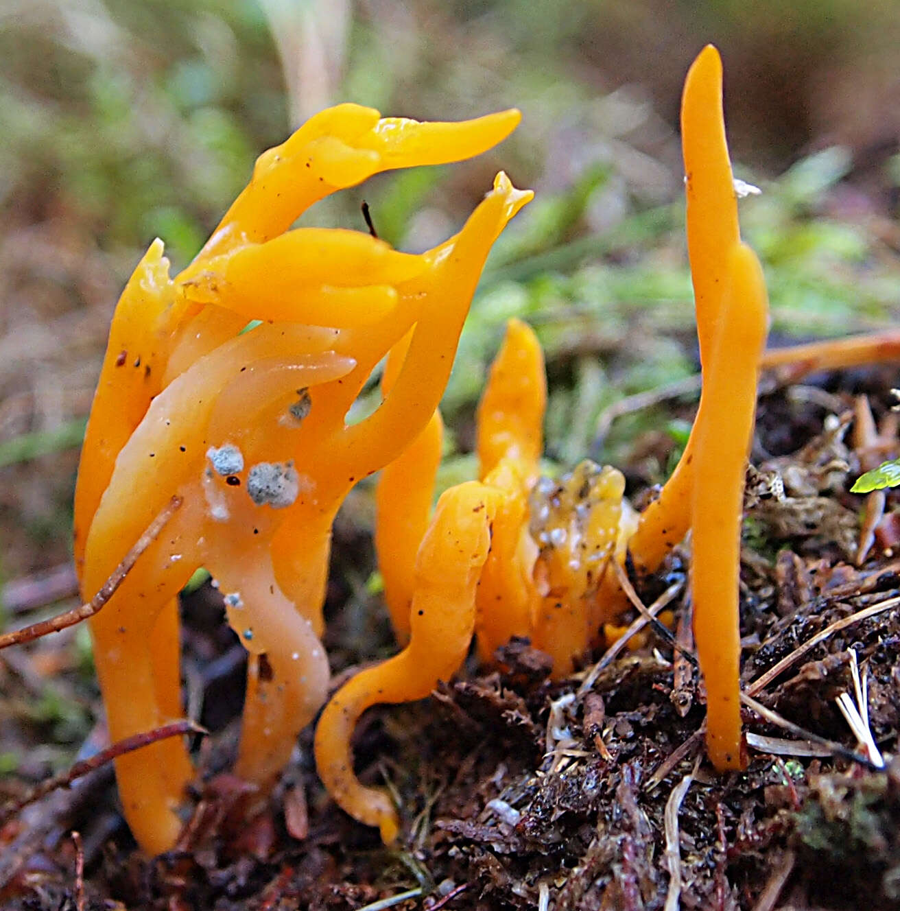 Image of Calocera viscosa (Pers.) Fr. 1821