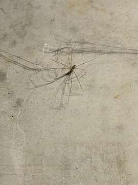 Image of Cellar spider