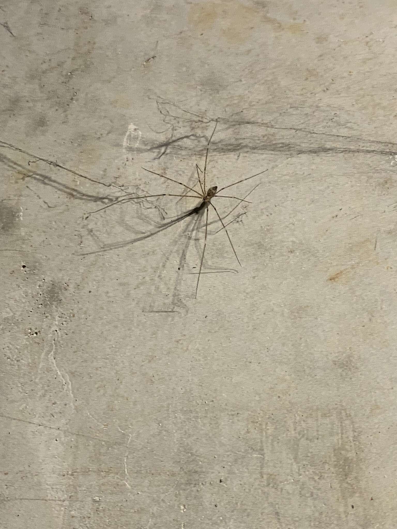 Image of Cellar spider