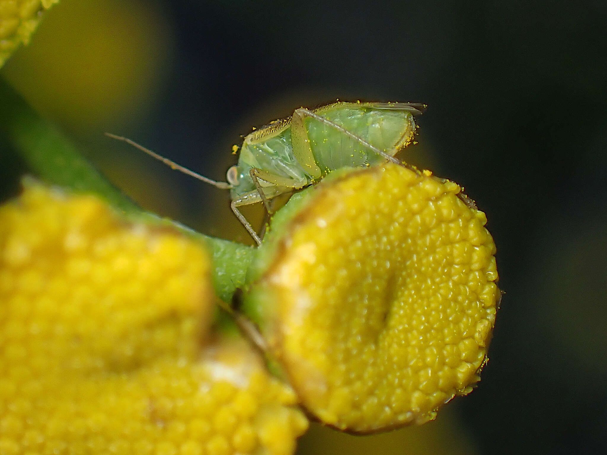 Слика од Megalocoleus tanaceti (Fallen 1807)