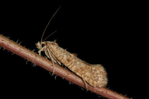 Image of Hapsifera luridella Zeller 1847