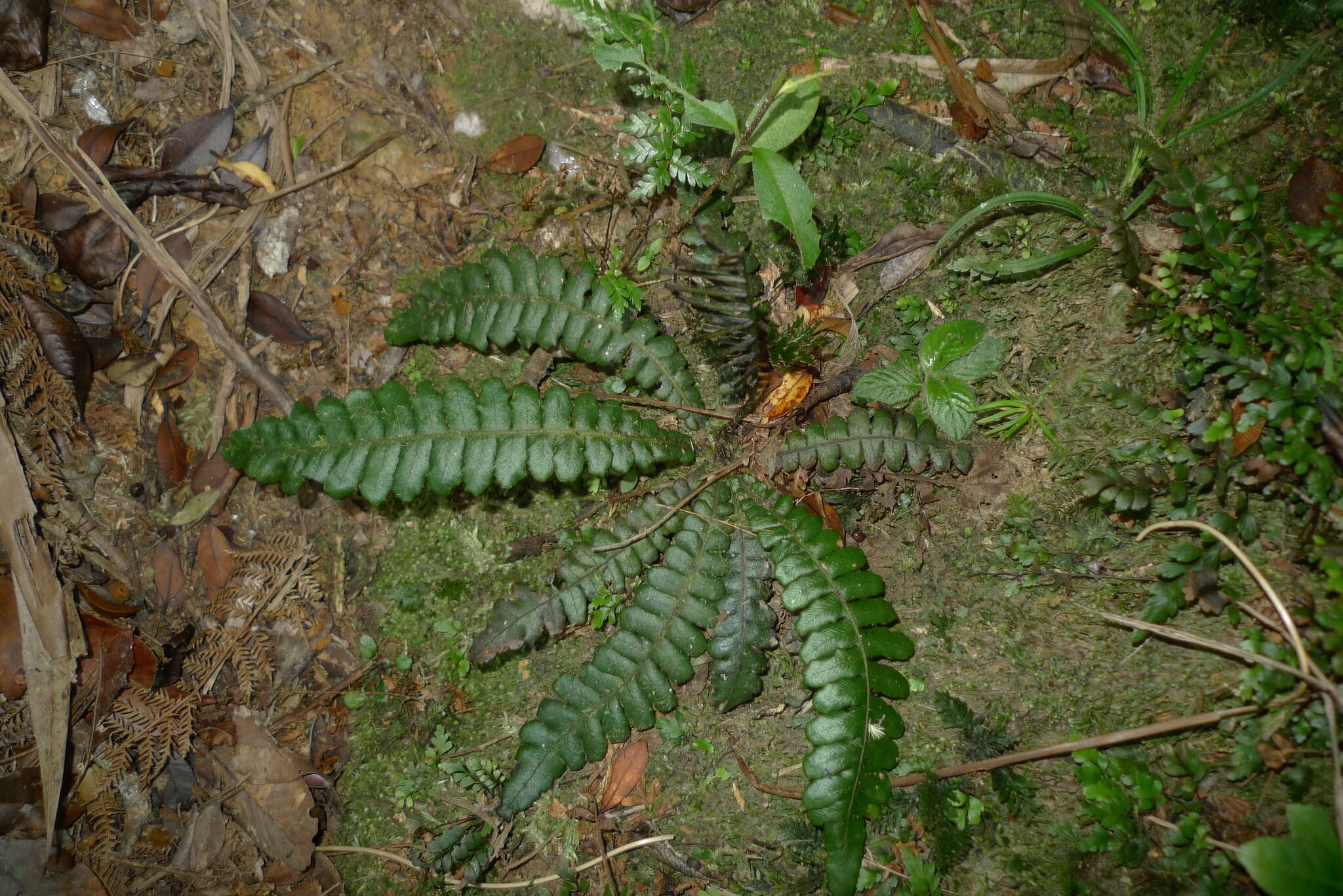 Image of Cranfillia opaca (Mett.) Gasper & V. A. O. Dittrich