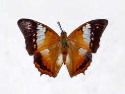 Imagem de Charaxes bernardus Fabricius 1793