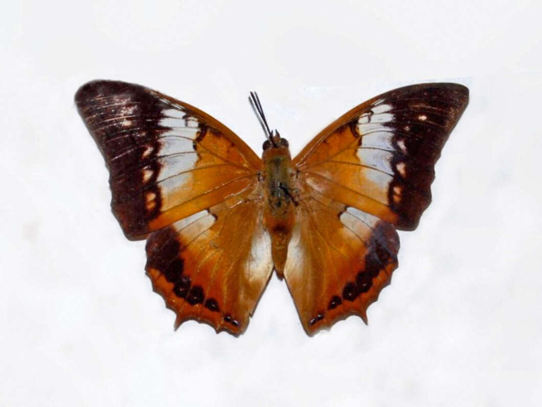 Imagem de Charaxes bernardus Fabricius 1793