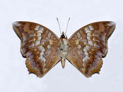 Imagem de Charaxes bernardus Fabricius 1793