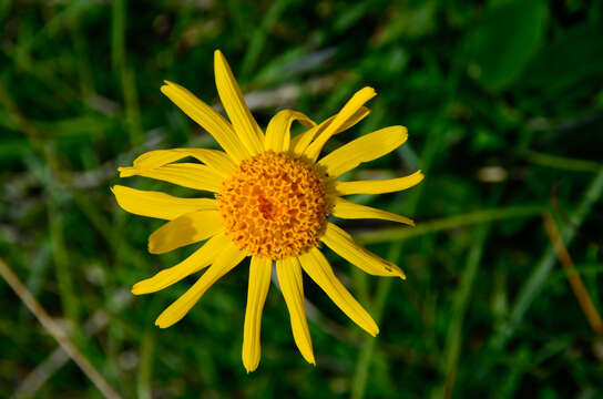 Image of mountain arnica