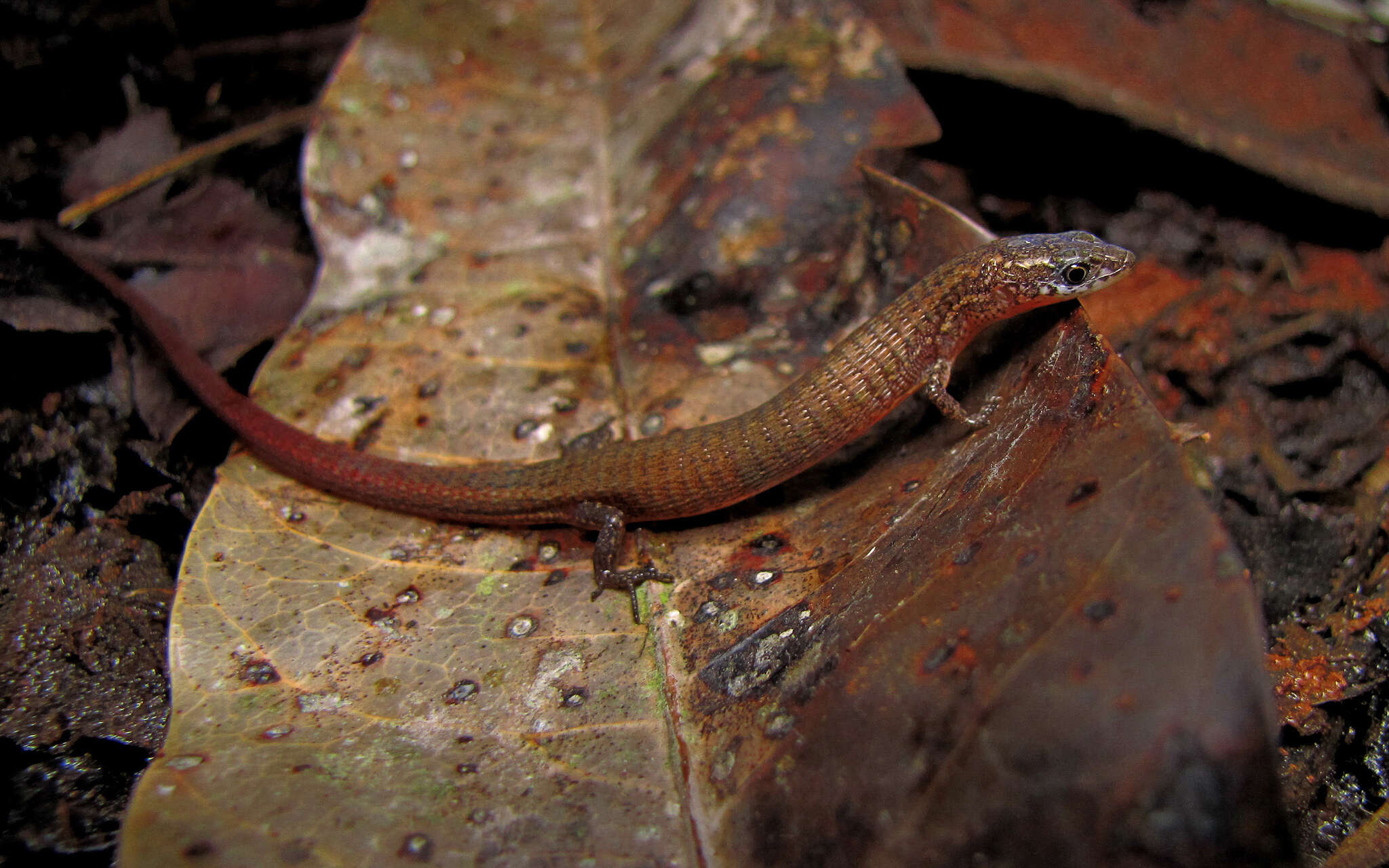 Image of Ecpleopus