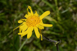 Image of mountain arnica