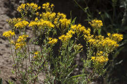 Image of Hypericum scabrum L.