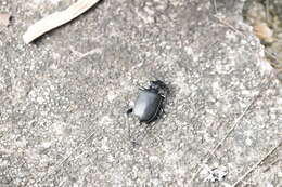 Image of <i>Calosoma maximowiczi</i>