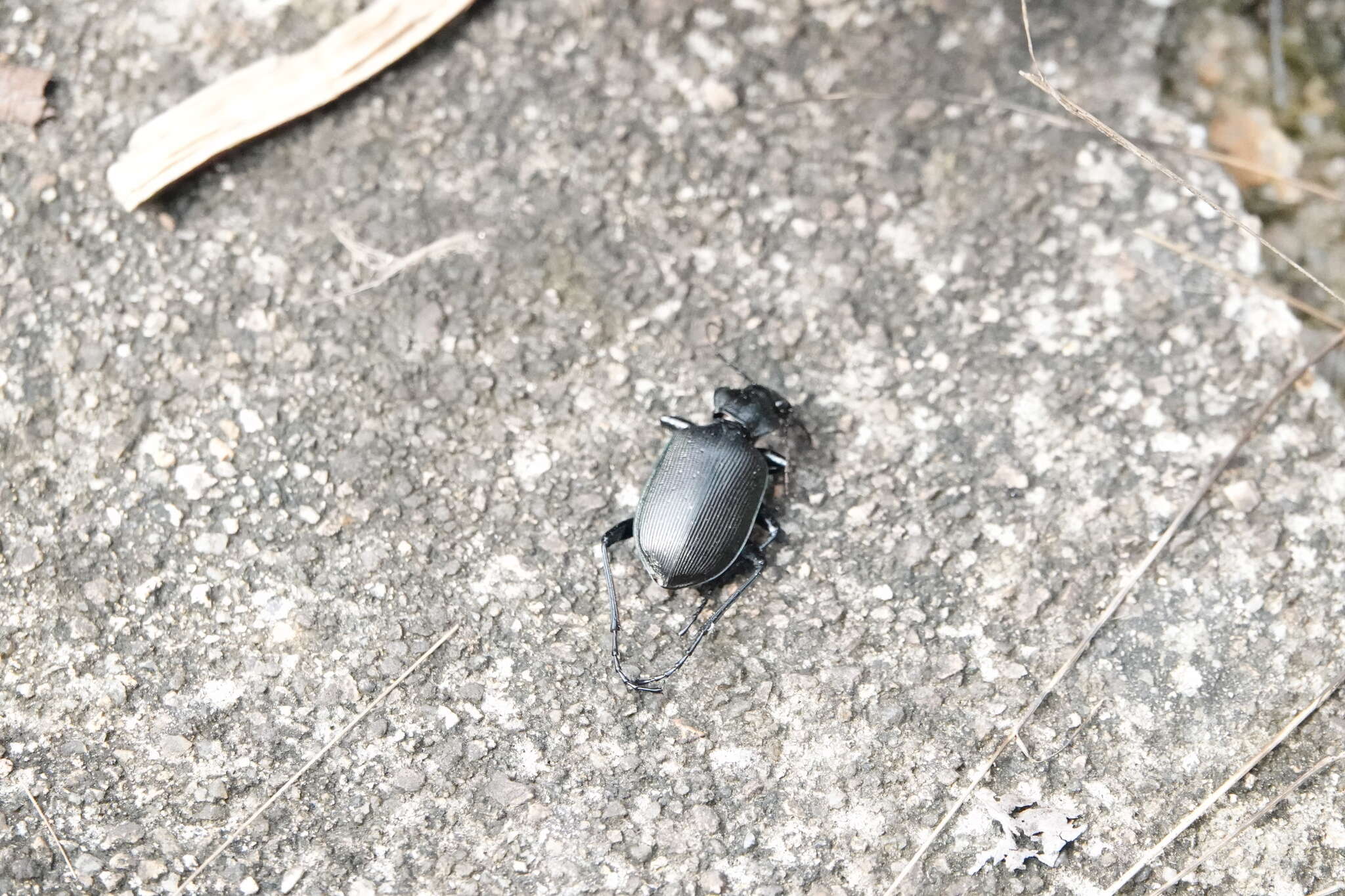 Слика од <i>Calosoma maximowiczi</i>