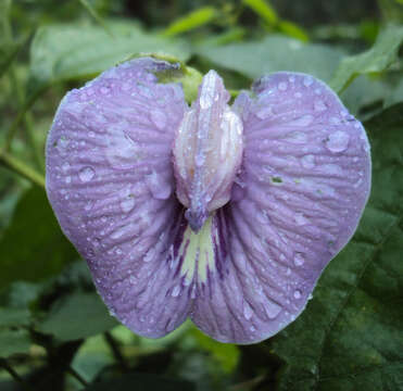 Image of flor de conchitas