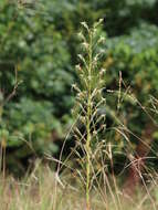 Image de Habenaria nyikana Rchb. fil.