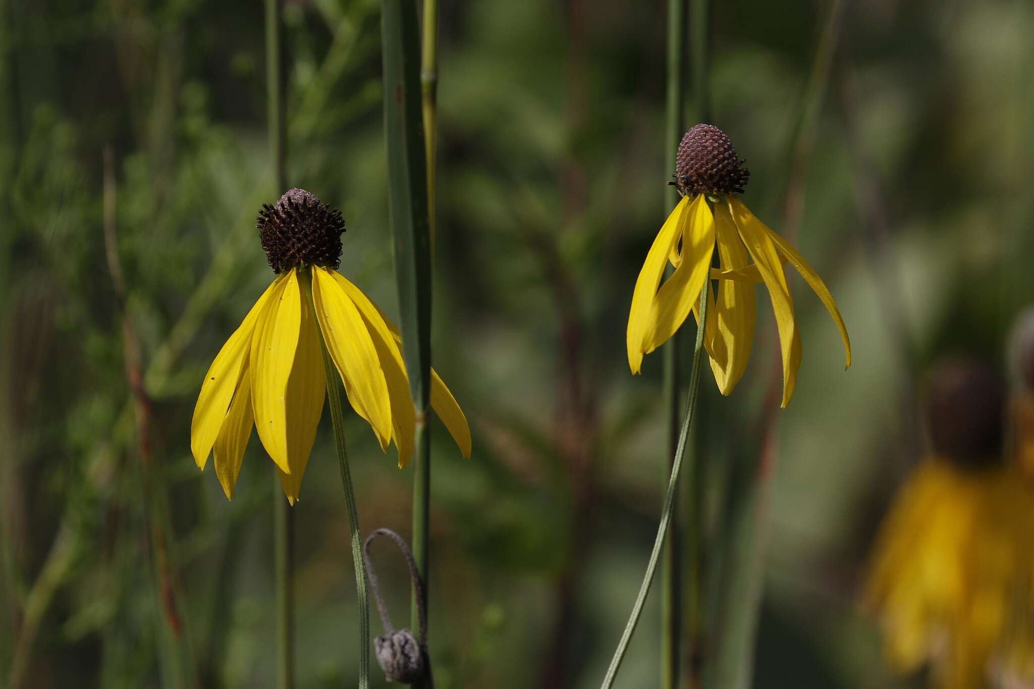 Image of pinnate prairie coneflower