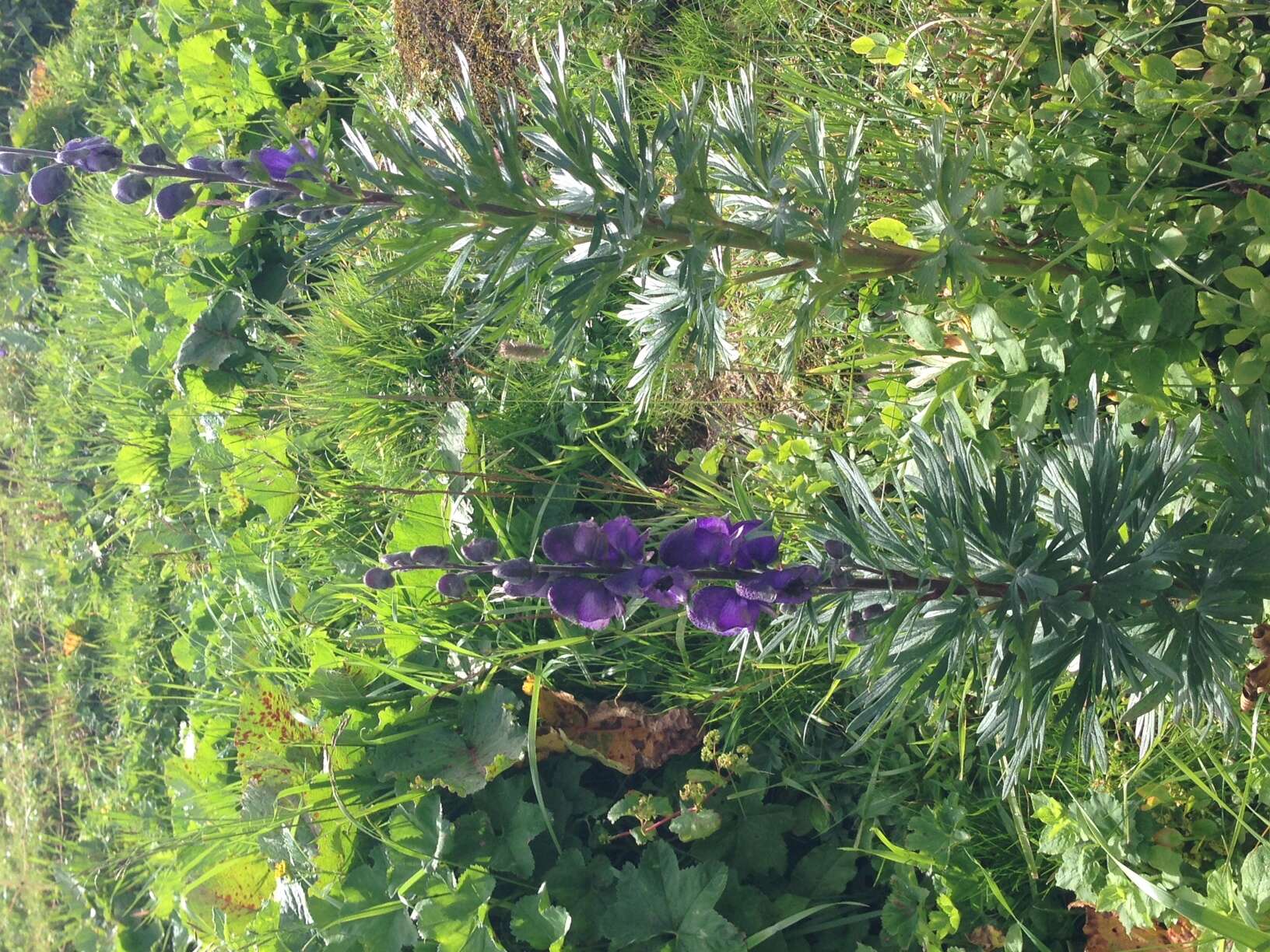 Слика од Aconitum napellus L.