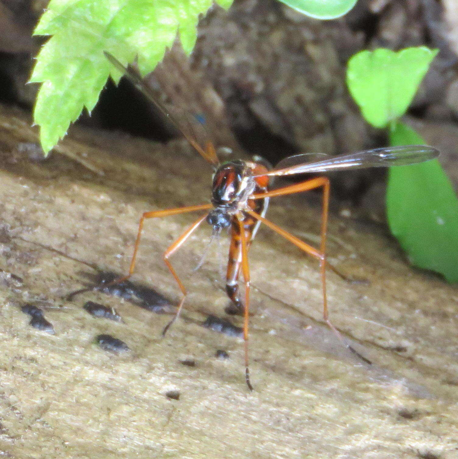 Image of Tanyptera (Tanyptera) dorsalis (Walker 1848)