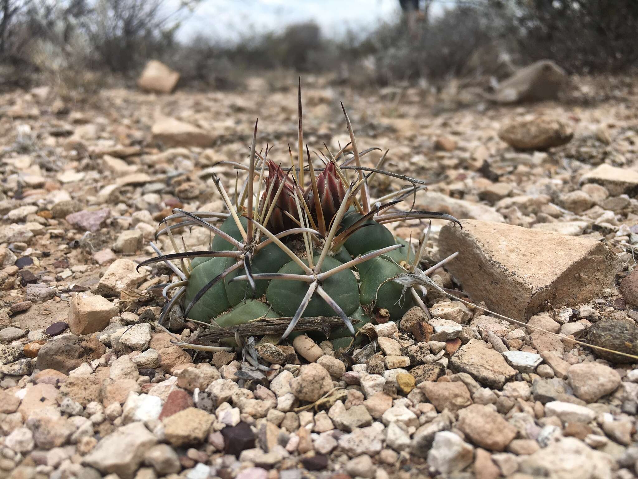 Image of Coryphantha poselgeriana (A. Dietr.) Britton & Rose