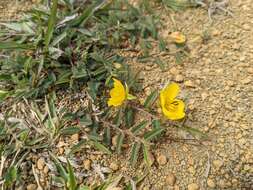 Image of Chamaecrista garambiensis (Hosok.) H. Ohashi, Tateishi & T. Nemoto