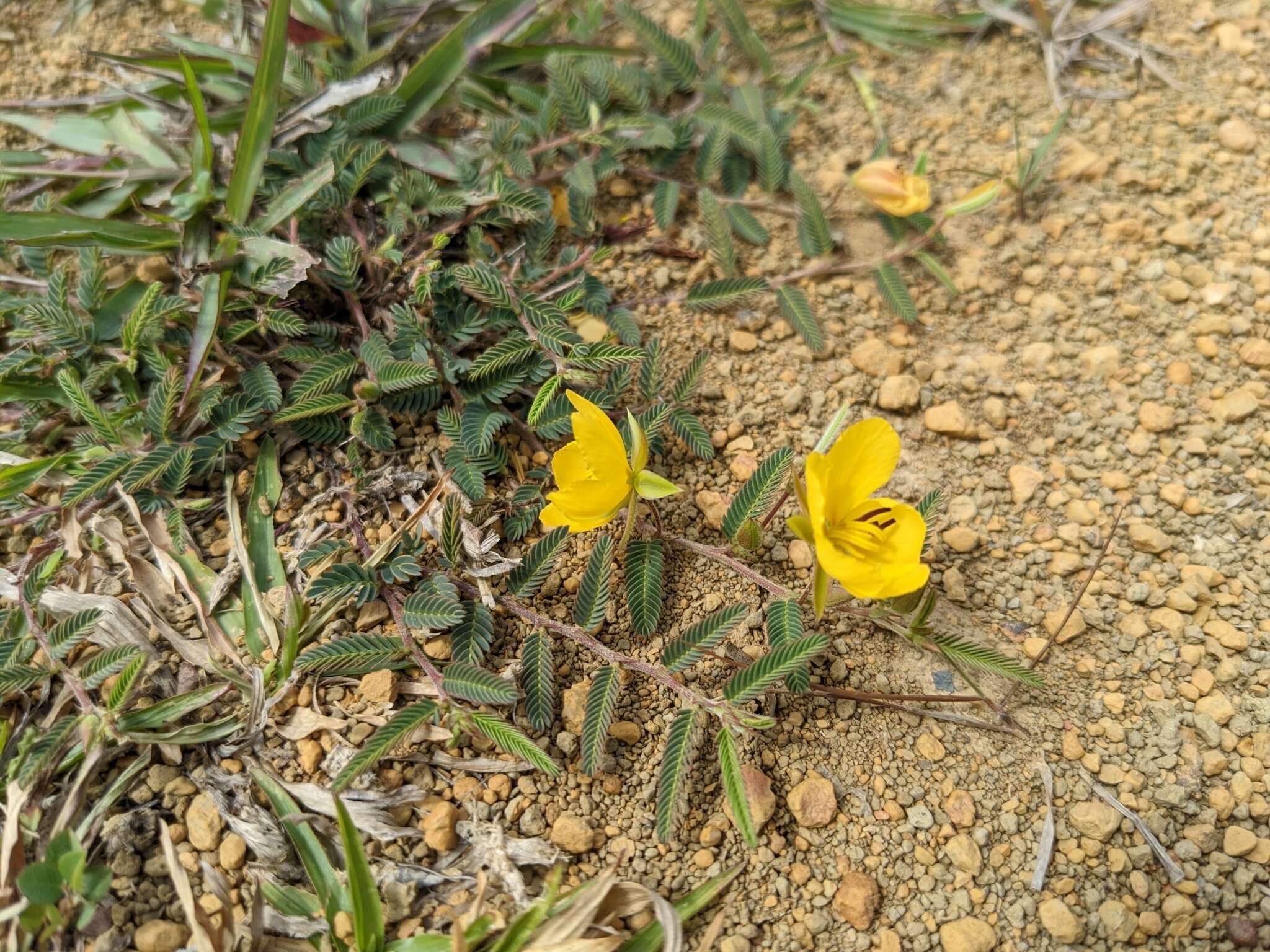 Image of Chamaecrista garambiensis (Hosok.) H. Ohashi, Tateishi & T. Nemoto