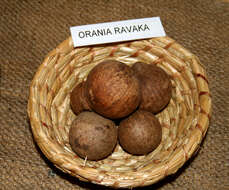 Image of Orania