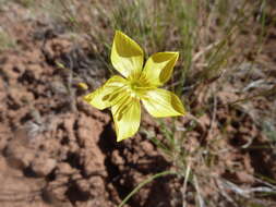 Image of sprucemont flax