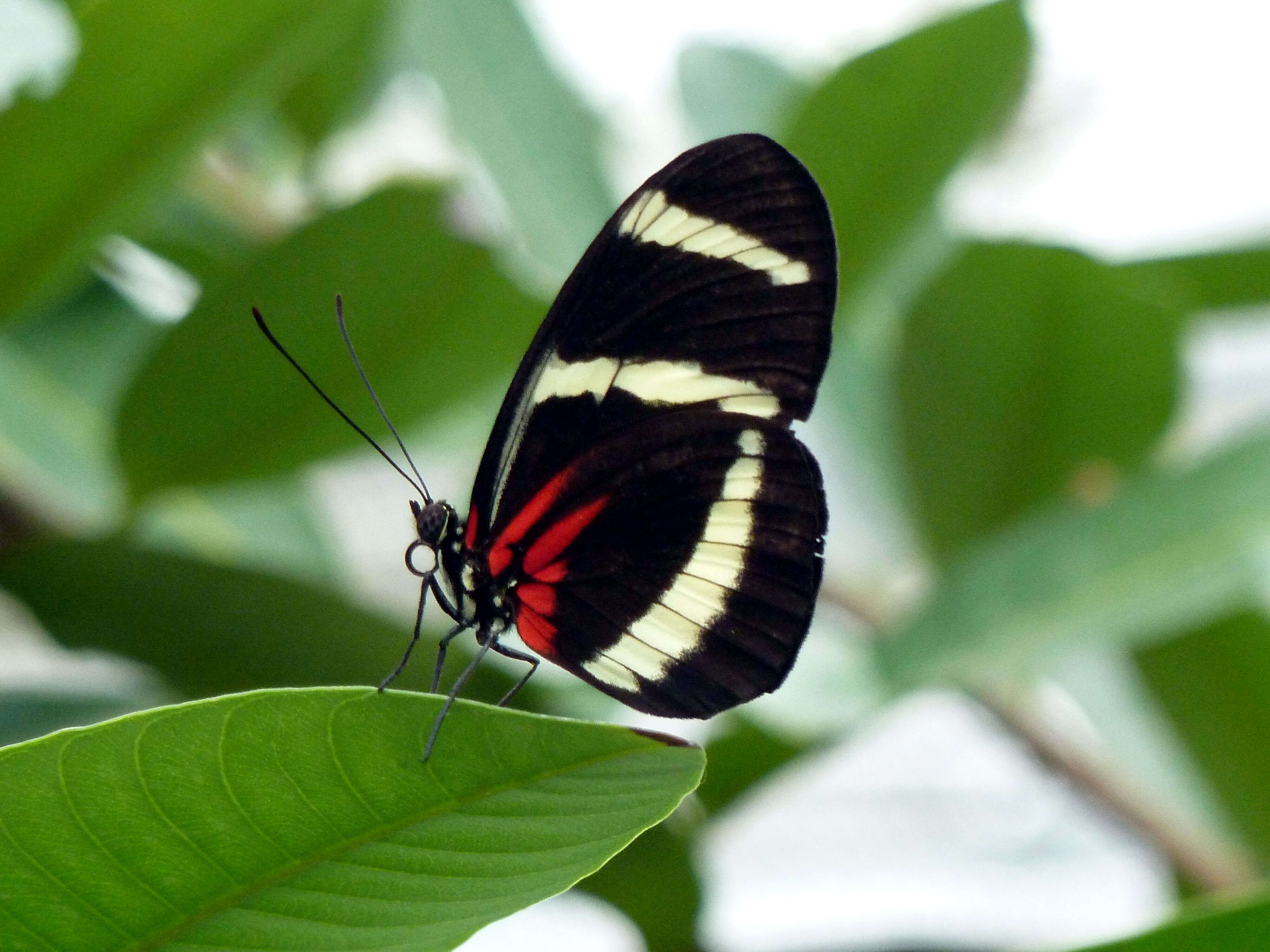 Image of Heliconius sapho Drury 1782