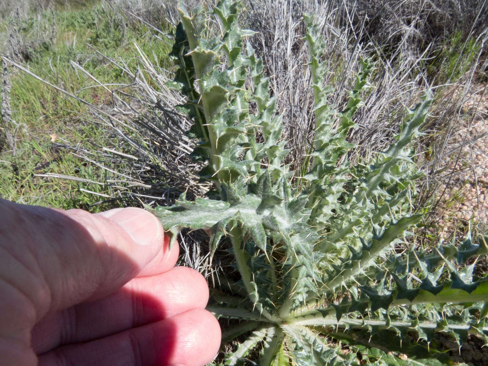 Imagem de Cirsium neomexicanum A. Gray