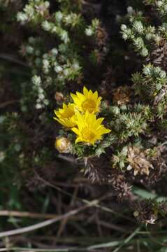 Arrowsmithia styphelioides DC. resmi