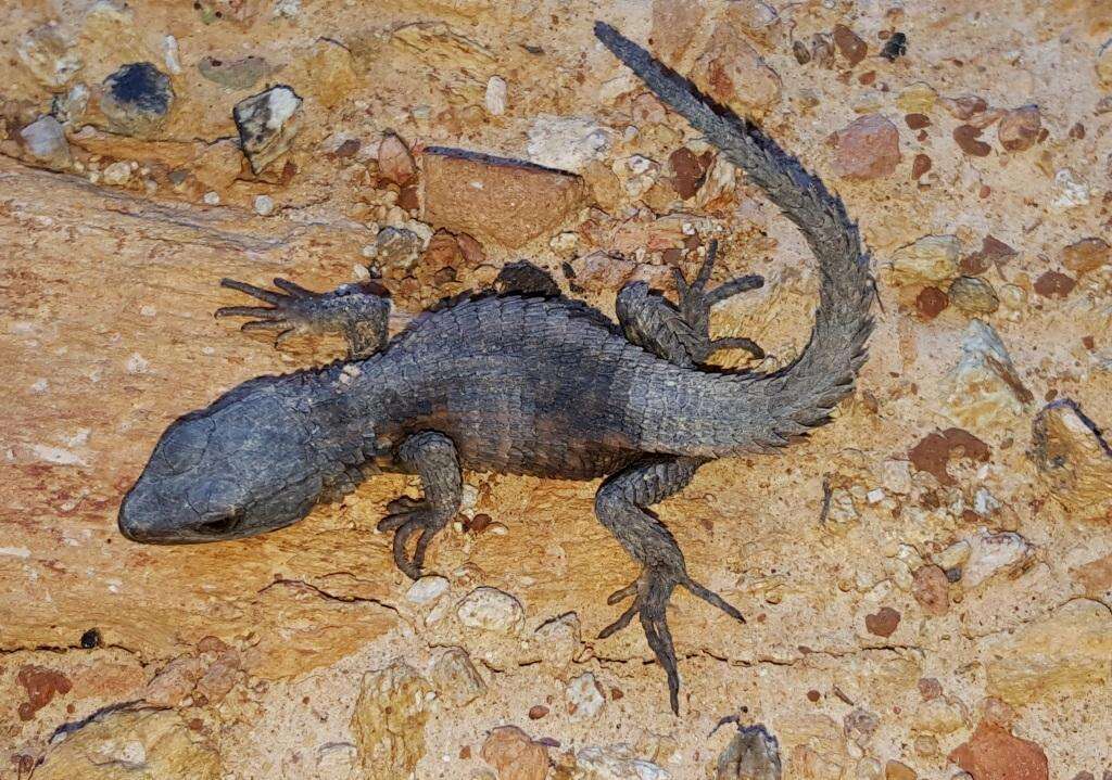 Image of Cape Girdled Lizard