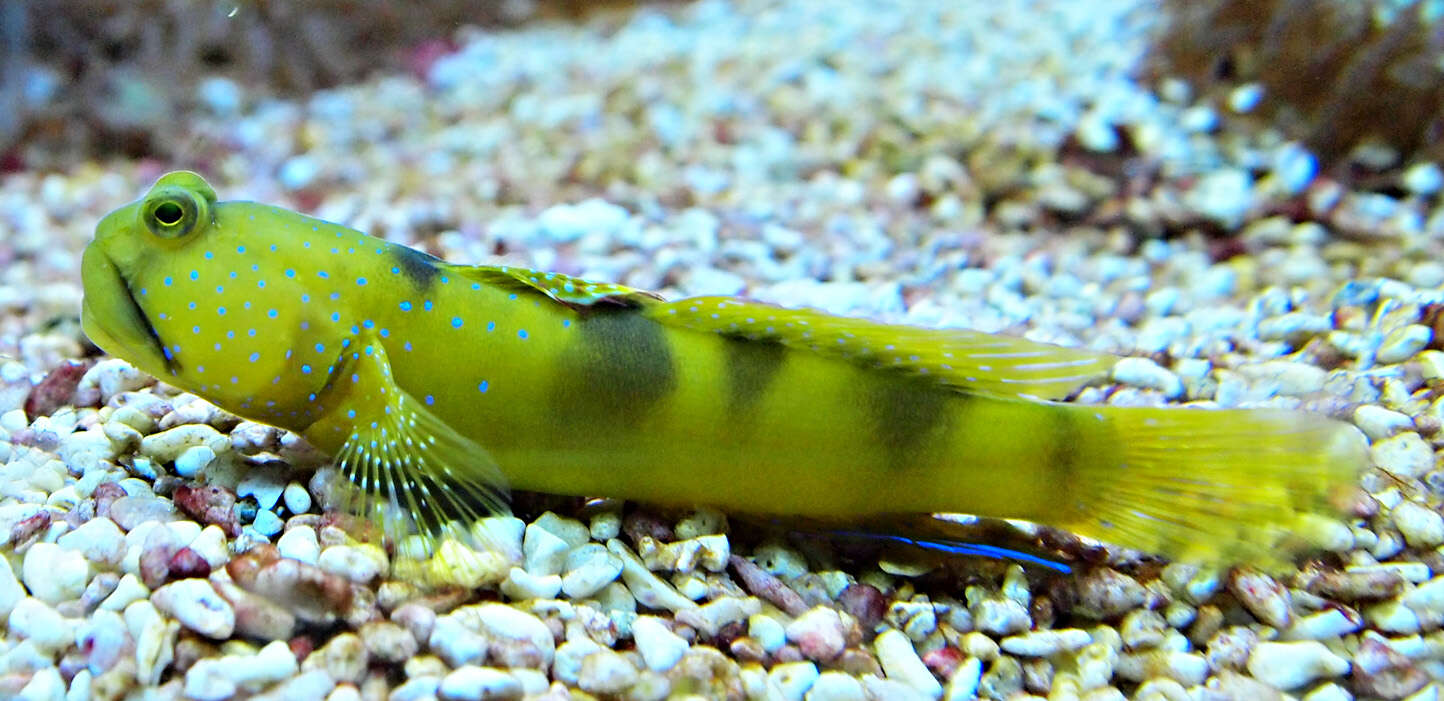 Image of Yellow prawn-goby