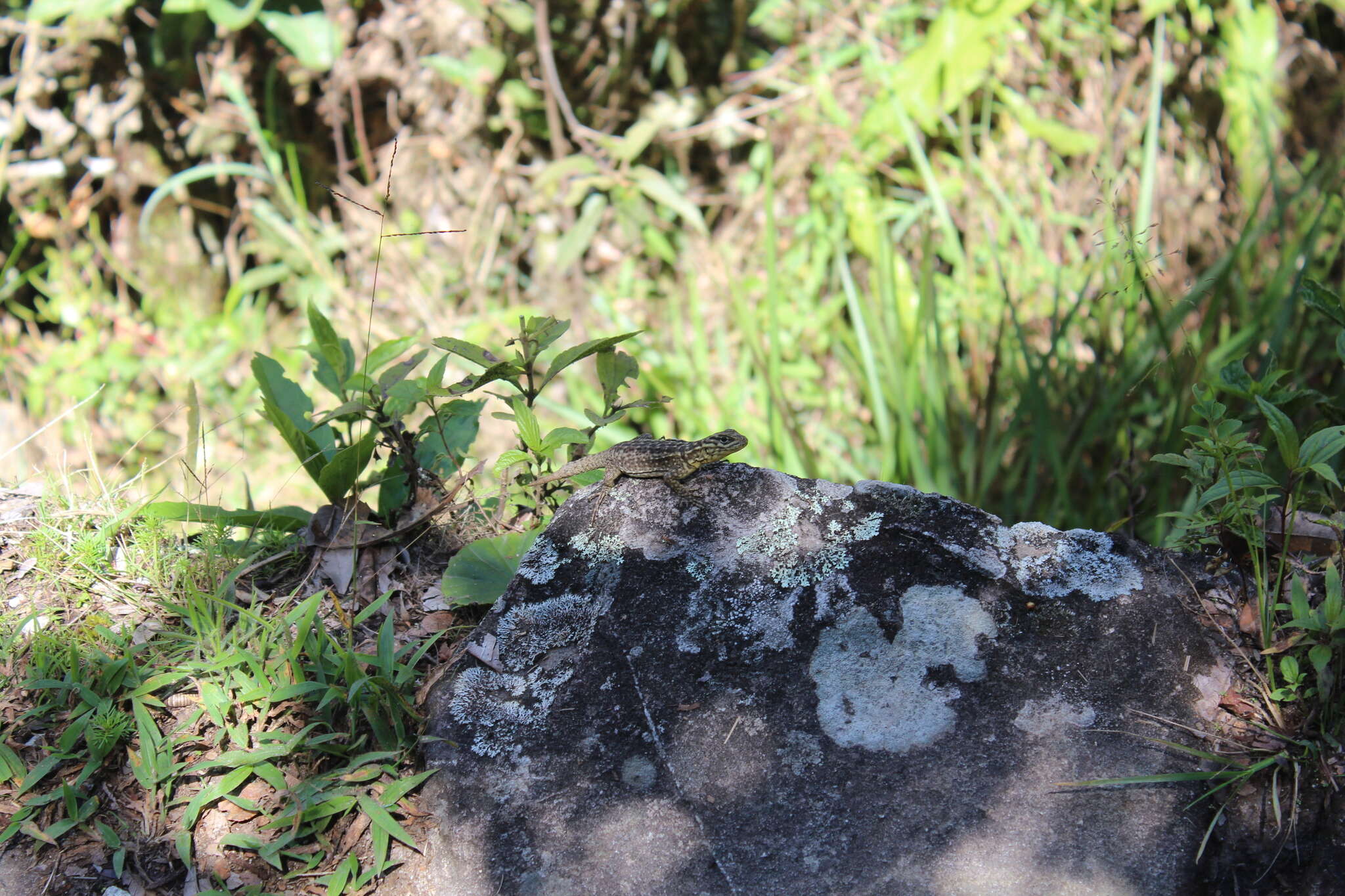 Слика од Stenocercus crassicaudatus (Tschudi 1845)