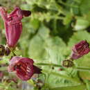 Salvia brevilabra Franch. resmi