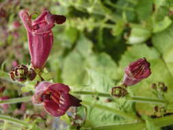 Image of Salvia brevilabra Franch.