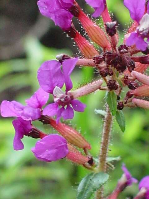 Image of Cuphea tolucana Peyr.