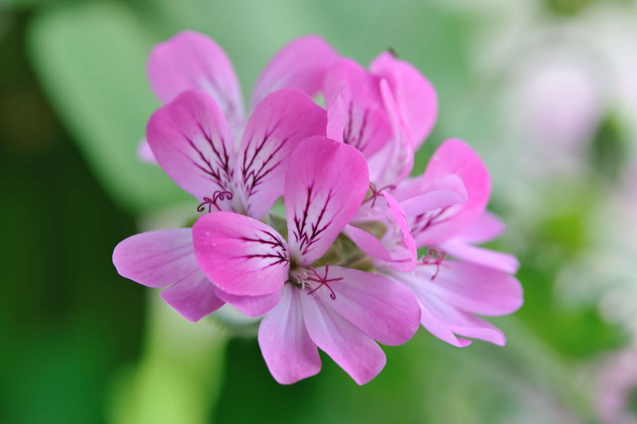 Image of rose scented geranium