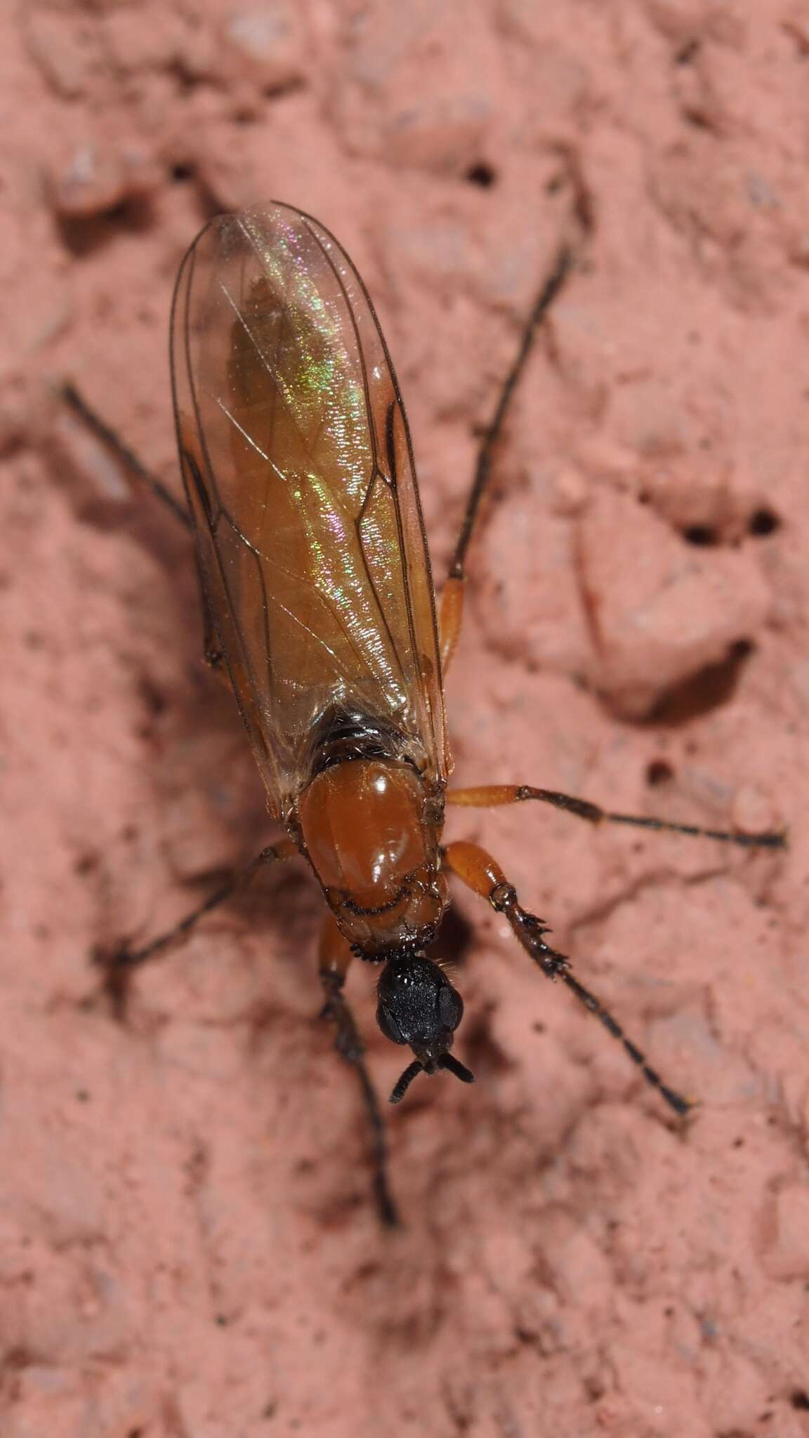 Image of Dilophus bispinosus Lundstrom 1913