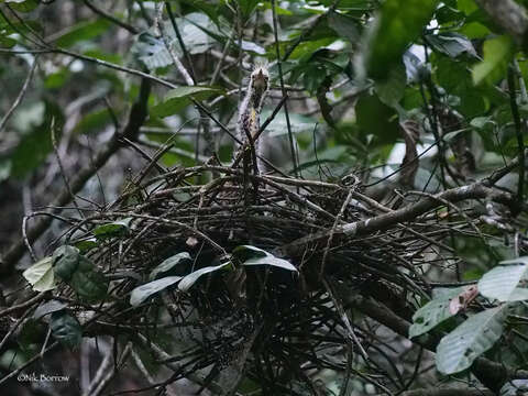 Imagem de Tigriornis Sharpe 1895