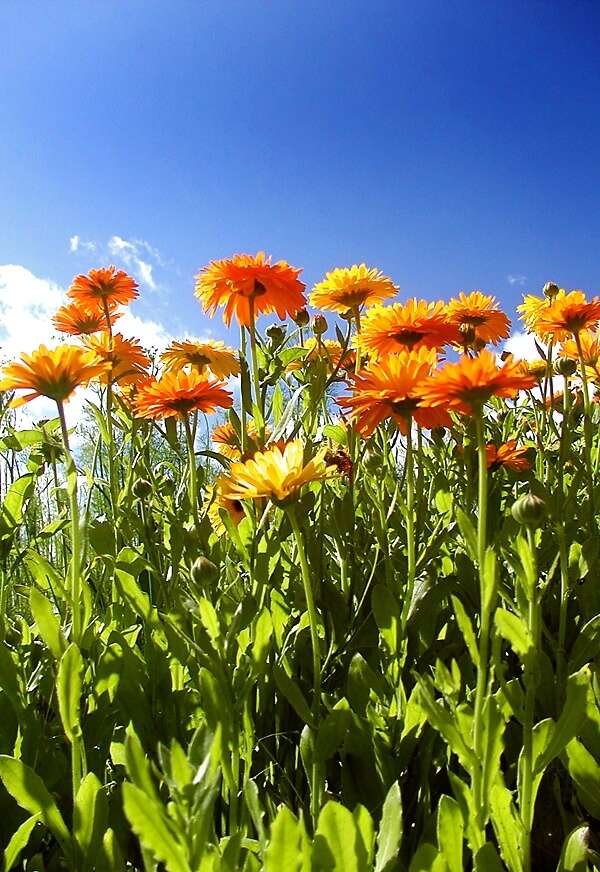 Image of pot marigold