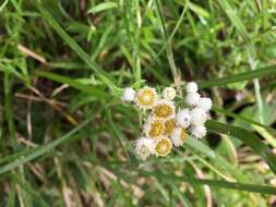 Image of Mount Yushan Pearly Everlasting