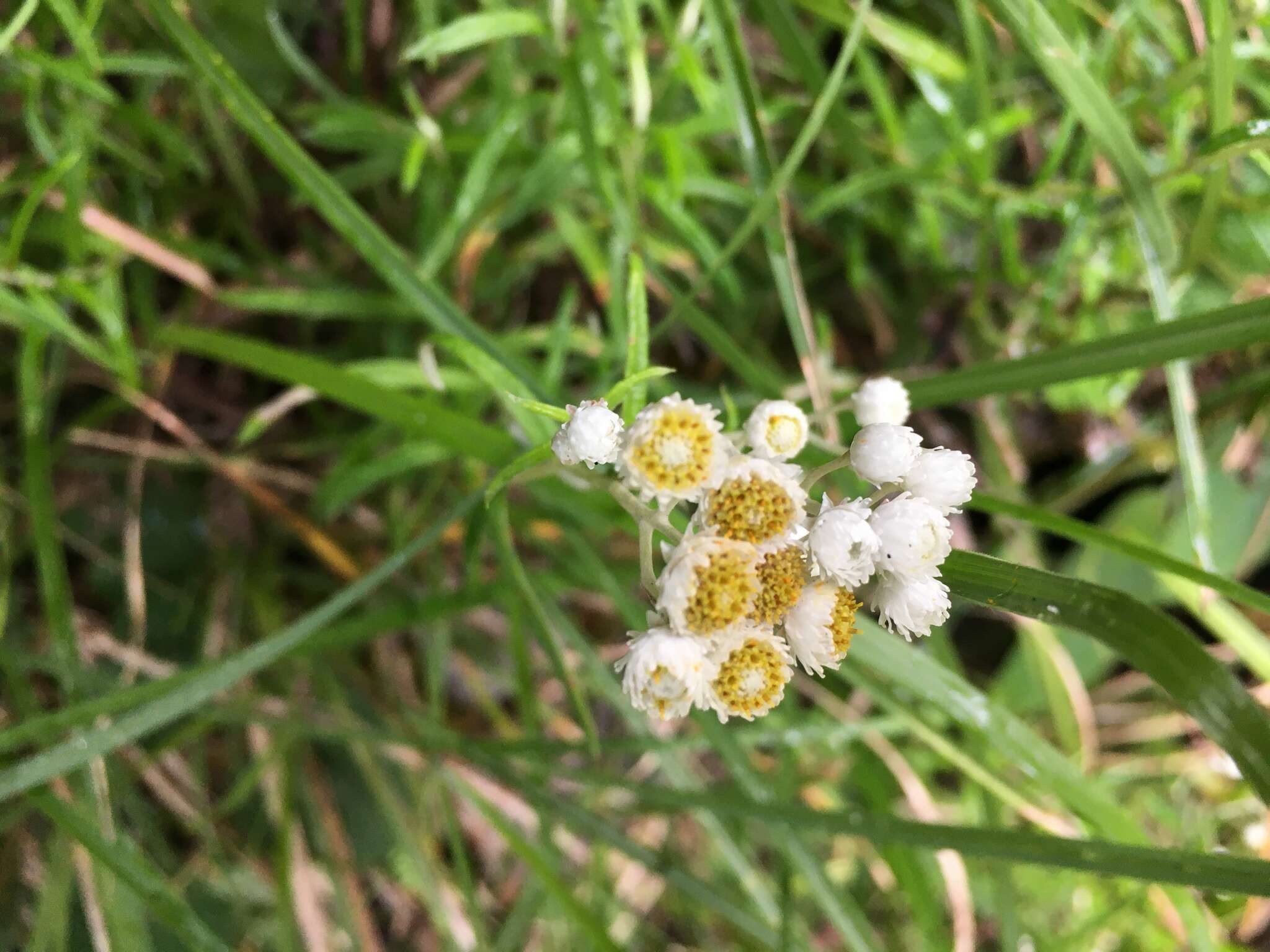 Слика од Anaphalis morrisonicola Hayata