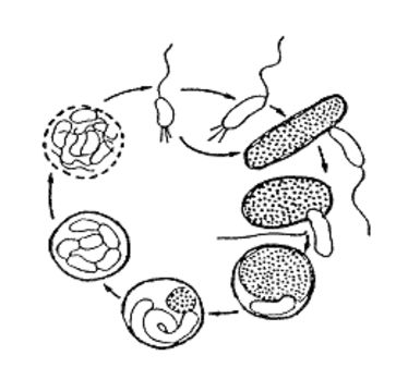 Image of Bdellovibrio