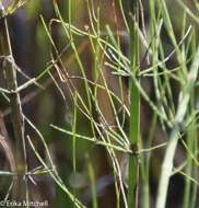 Image of Water Horsetail