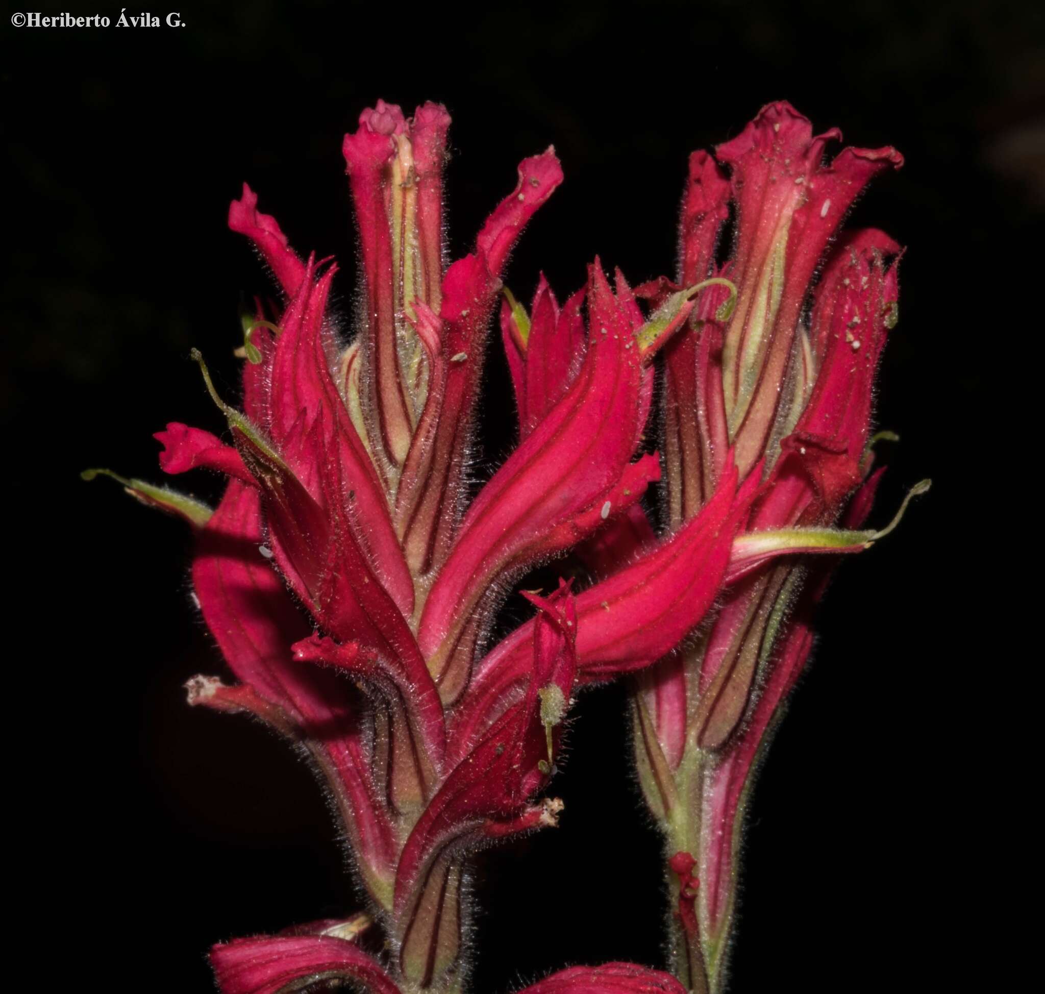 Image of Castilleja spiranthoides Standley